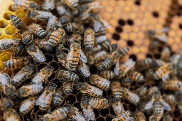 ABEILLE JAUNE