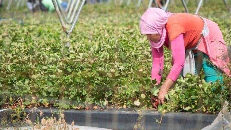 Ouvriers agricoles