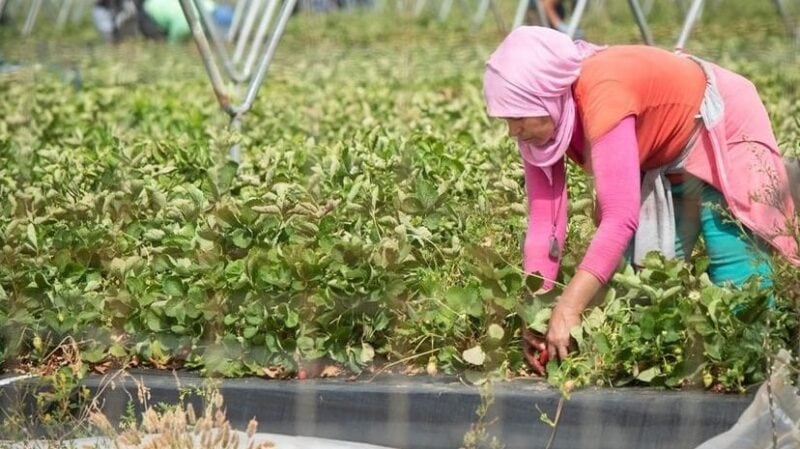 Ouvriers agricoles
